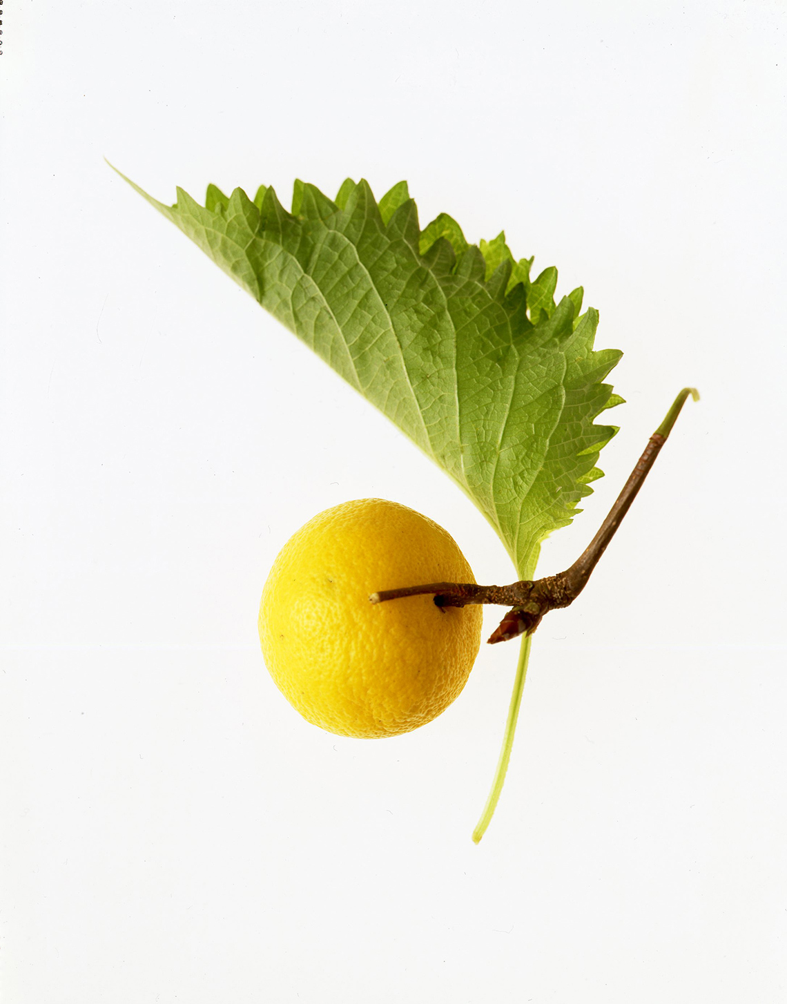 11_Botanicals_lemon_shethu_leaf-001