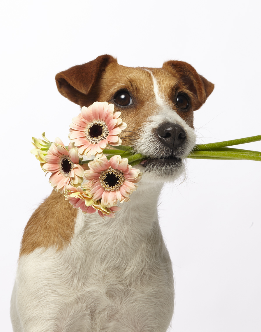 17_Botanicals_11603_RachelRayEveryDay_FloralParty_2927_crop2