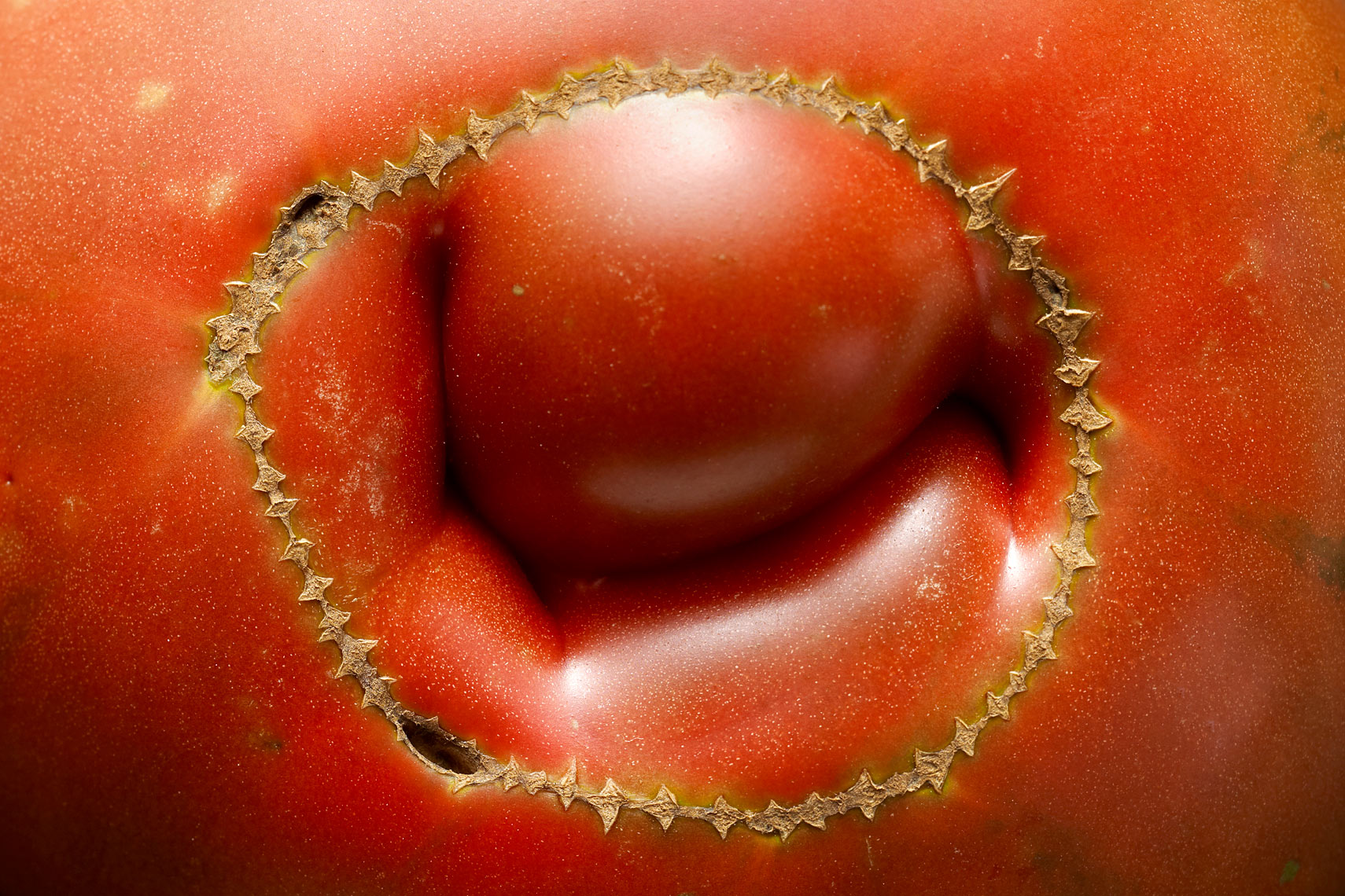 17_Tomato-0026-Final_Cropped