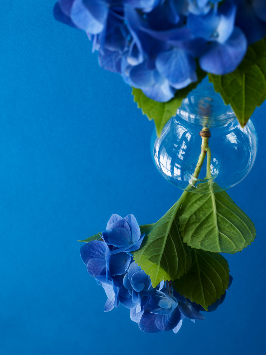 22_03_15_dried-flowers-232762_C