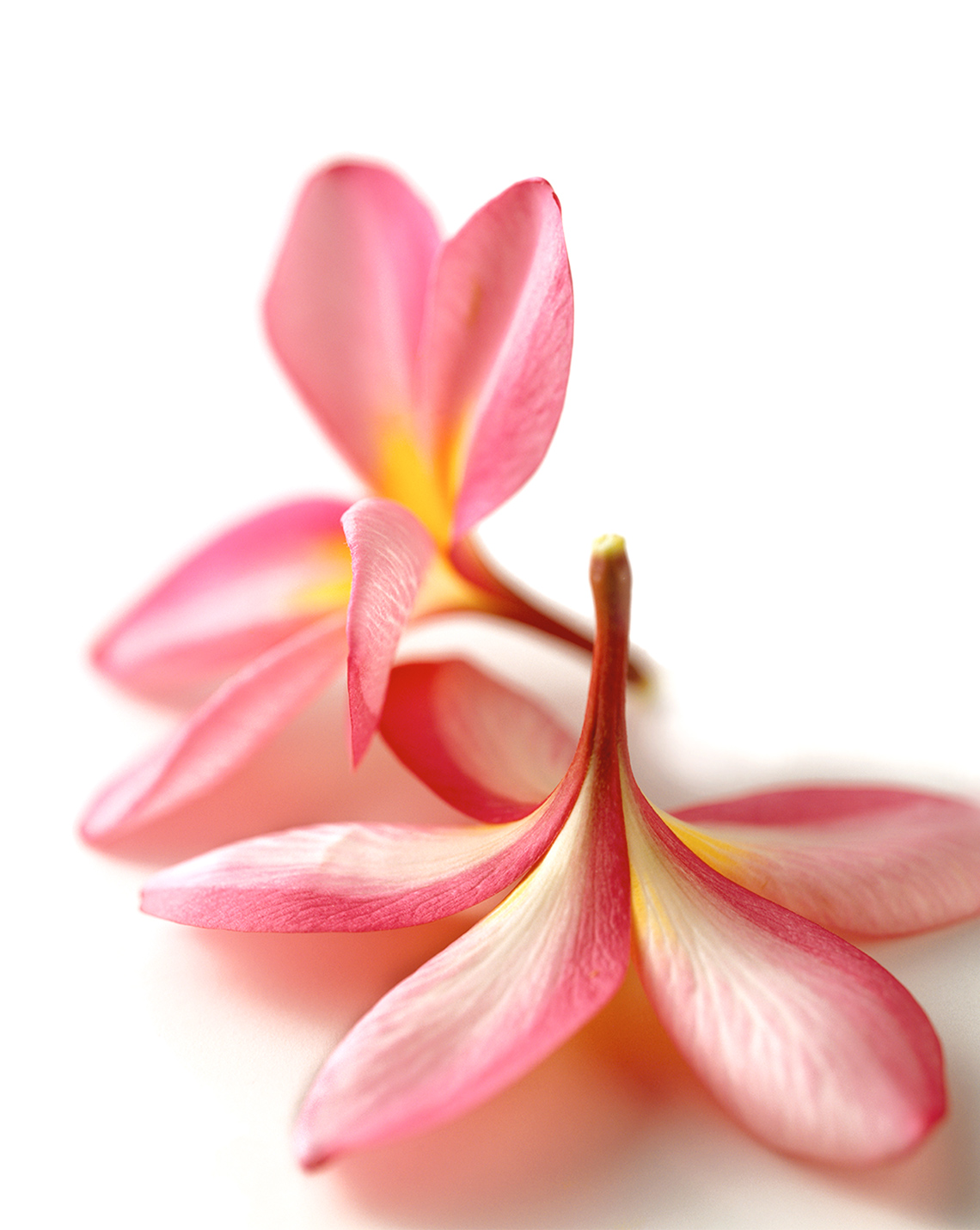 5_Botanicals_plumeria_PORT