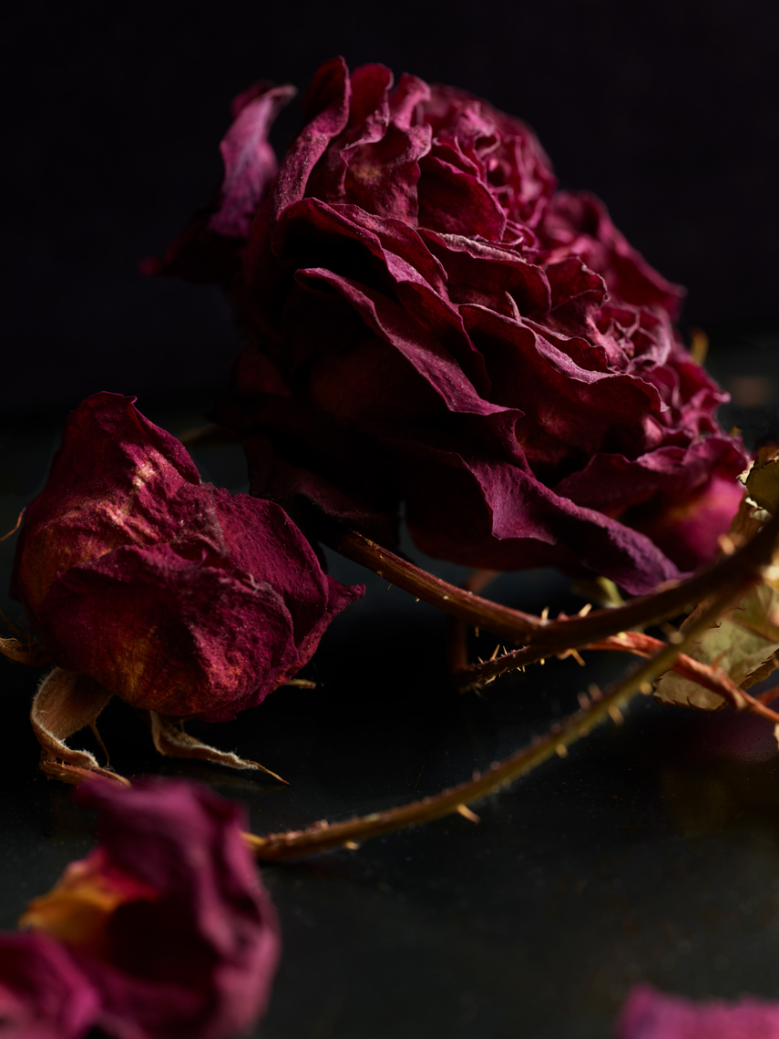 After_dried_roses