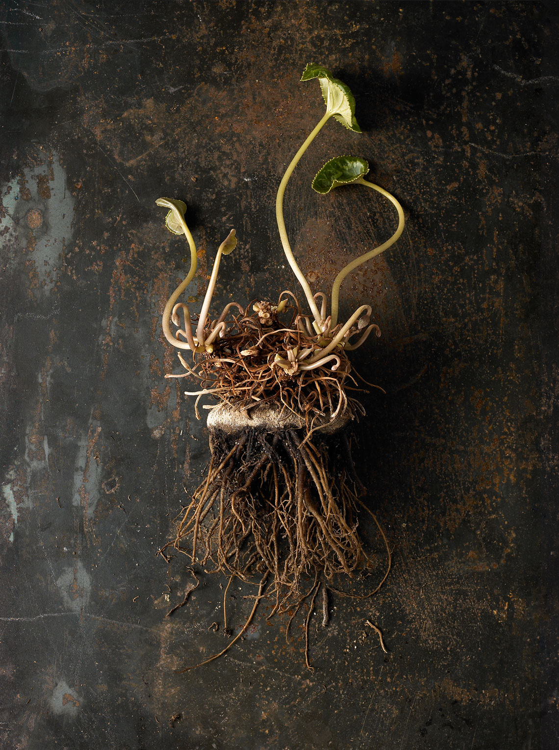 roots-019-as-Smart-Object-1